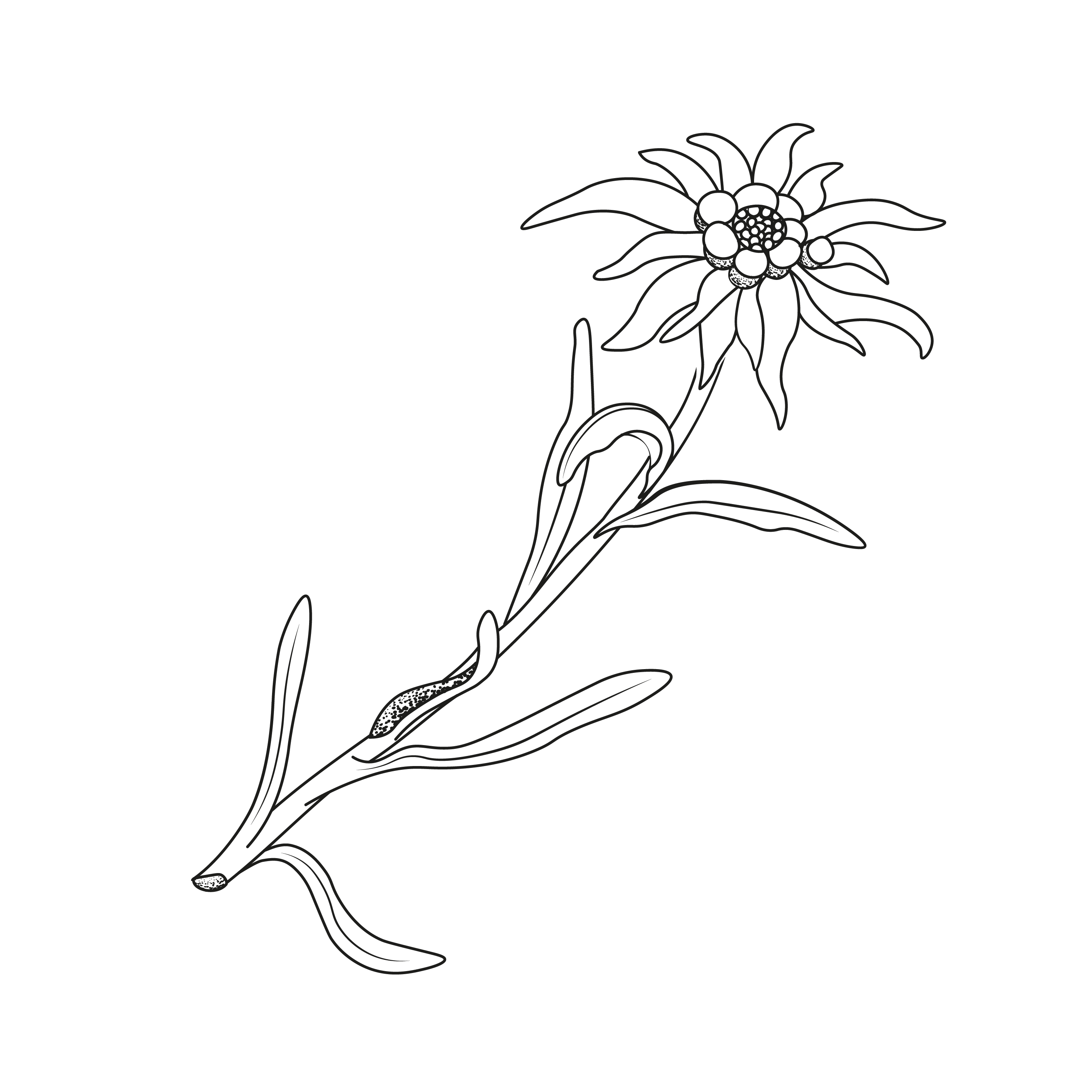 Edelweiss