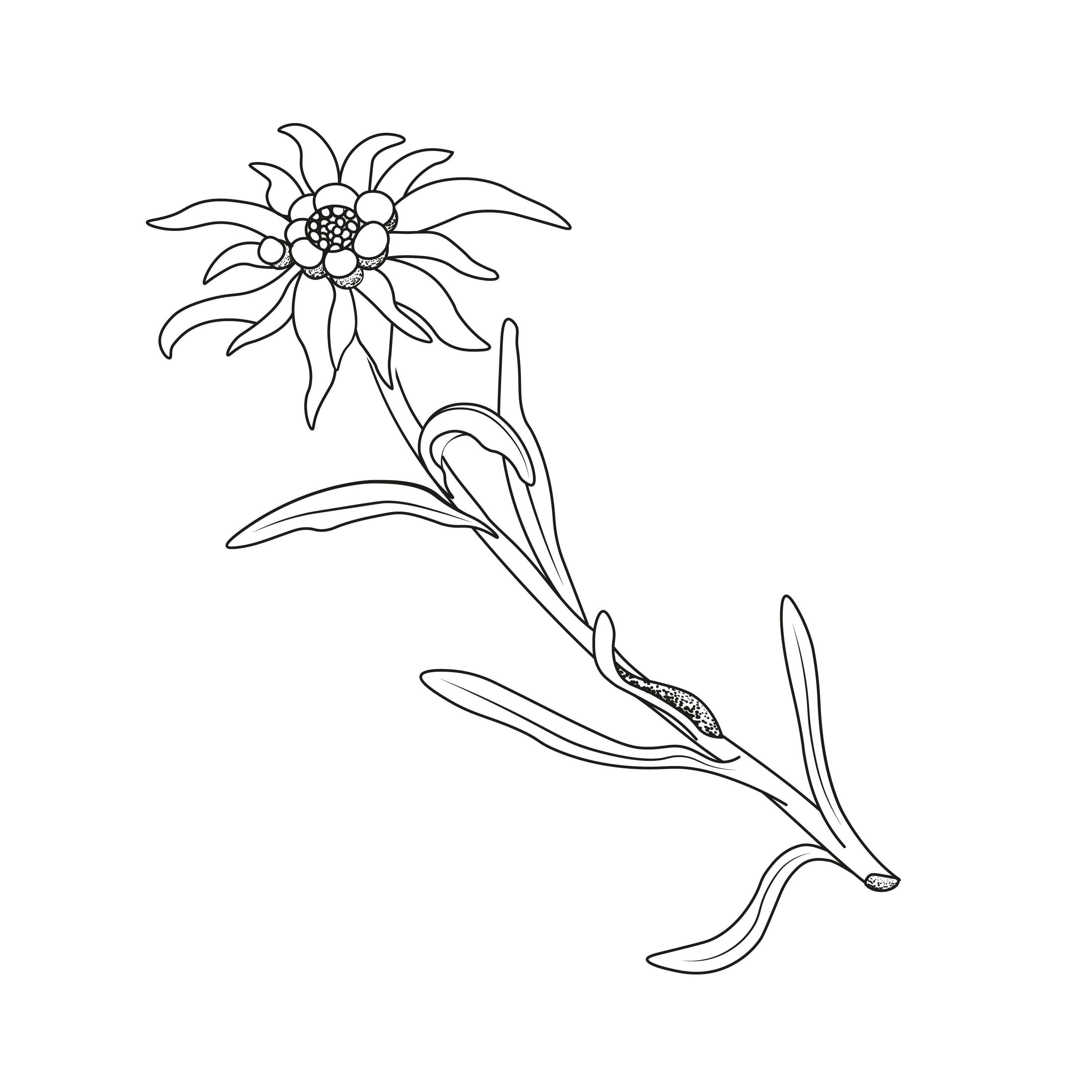 Edelweiss